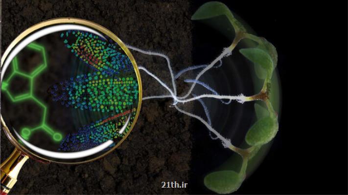 انقلاب در مشاهده حیات گیاهان با یك حسگر زیستی جدید