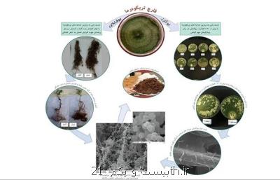 تولید انبوه پروبیوتیک گیاهی مبتنی بر سویه های بومی قارچ تریکودرما