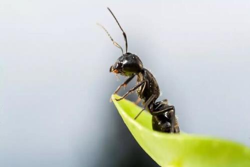 مورچه ها جایگزین آفت کش ها می شوند