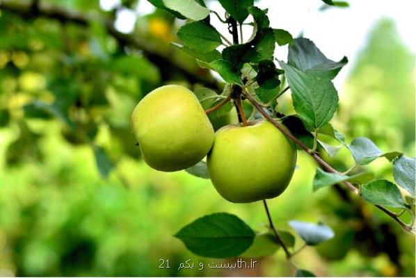 اثبات حضور کردستان و لرستان در کنار مراکز اهلی سازی سیب در دنیا