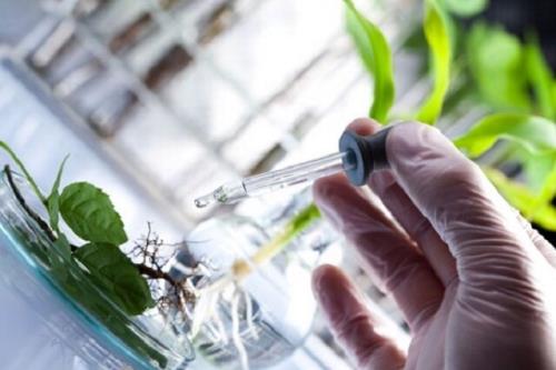 افزایش اقبال نخبگان به صنعت گیاهان دارویی