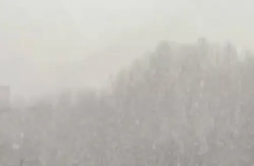 تصویر زیبای برف زمستانی در جنگل توسکستان