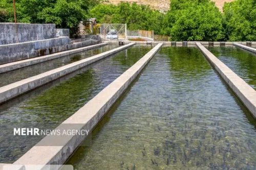 توسعه شیلات بوشهر با تاکید بر سرمایه گذاری و تکنولوژی های جدید