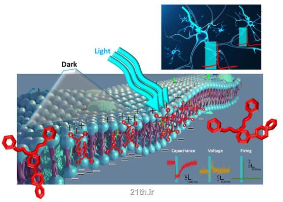 ابداع یك تركیب حساس به نور برای تعدیل فعالیت نورون ها