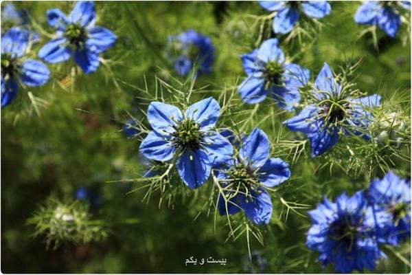 عسل و سیاه دانه درمانی احتمالی برای بیماران مبتلا به كووید-۱۹