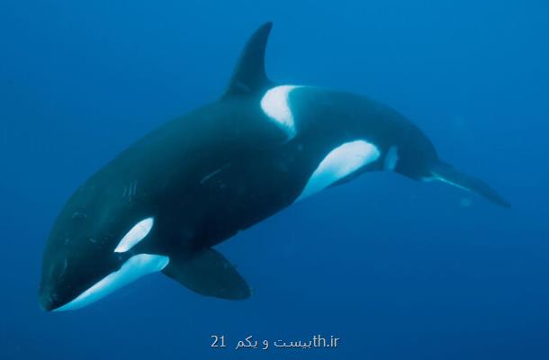 خطر كووید-19، دلفین ها و نهنگ ها را هم تهدید می كند!