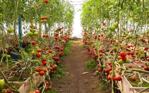 راندمان گلخانه ها با فناوری ارتقا می یابد