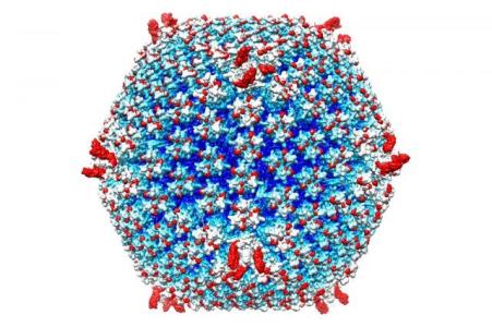 دستكاری ویروسی كه می تواند با سرطان های پیشرفته مبارزه كند