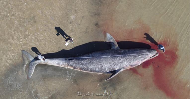 نهنگ های خاكستری از گرسنگی در حال مرگ هستند