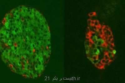 روش جدید احیای سلولی برای درمان دیابت
